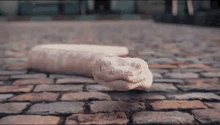 a white snake is laying on a brick sidewalk .