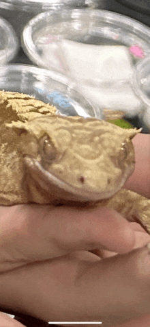 a close up of a person holding a lizard with a smile on its face .