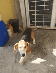 a brown and white dog standing in front of a blue container