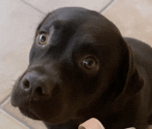 a brown dog laying on a tiled floor looking at the camera