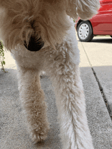 a close up of a white dog 's legs with a red car in the background