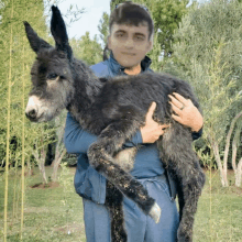 a man is holding a donkey in his arms with his face obscured