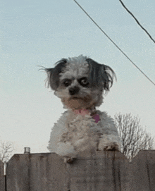 a small white dog with a pink collar is sitting on top of a wooden fence