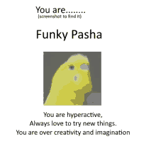 a picture of a yellow parakeet with the words funky pasha on the bottom