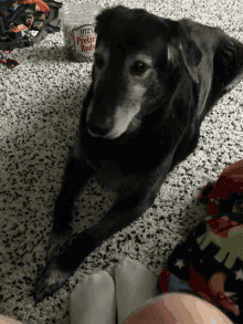 a black dog laying on a carpet next to a jar that says ' pretzel rods ' on it