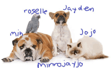 a group of dogs and a cat are named roselle jayden and minrojayjo