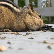 a chipmunk is eating sunflower seeds on a concrete surface