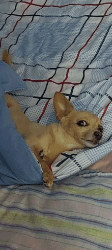 a small dog laying on a bed under a blanket