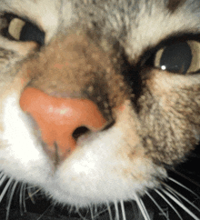 a close up of the nose of a cat