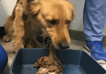 a dog is chewing on a piece of meat in a blue tray .