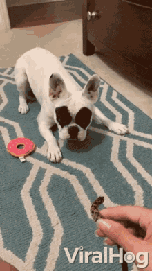 a dog laying on a rug next to a donut and a person 's hand with the word viralhog written on it