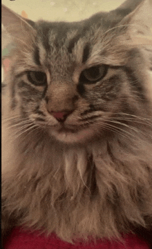 a close up of a cat with a red nose