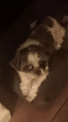 a shih tzu dog is laying on a wooden floor looking at the camera .