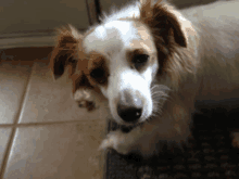 a brown and white dog laying on a tile floor