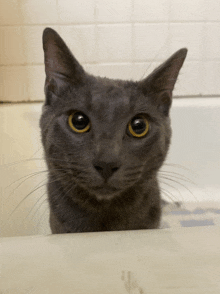 a gray cat with yellow eyes is peeking out of a bath tub