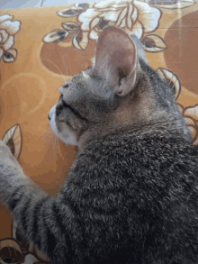 a close up of a cat laying on a bed