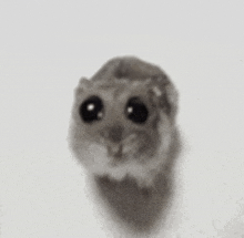 a close up of a small hamster with big eyes looking at the camera .