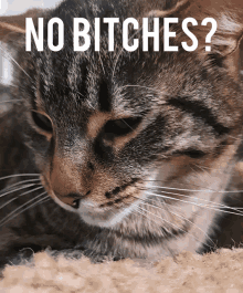 a close up of a cat with the words " no bitches " written above it