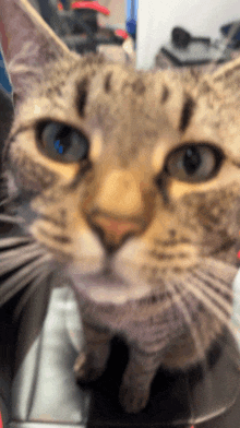 a close up of a cat with blue eyes