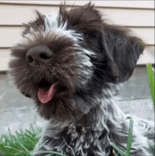 a close up of a dog with its tongue hanging out