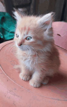 a small fluffy kitten sitting on a pink surface