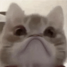 a close up of a cat 's face with a mask on .