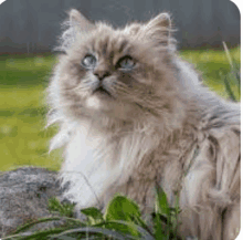 a fluffy cat is sitting on top of a rock in the grass .