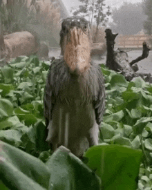 a bird with a very large beak is standing in a field of leaves .