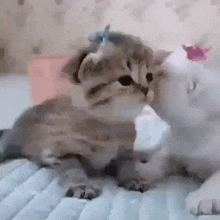 two kittens are playing with each other on a bed . one of the kittens is wearing a bow on its head .