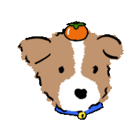 a brown and white dog with a blue collar and an orange fruit on its head