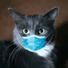 a gray and white cat wearing a blue mask on its face .