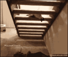 a cat is walking down a set of stairs in a room .