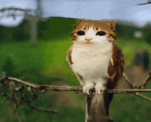 a cat with a bird 's head is sitting on a tree branch .