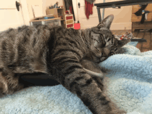 a cat is laying on a blue blanket with its paws outstretched