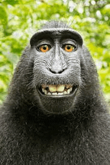 a close up of a monkey taking a selfie with a camera .