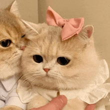 a cat with a pink bow on her head is being held by another cat