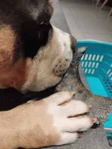 a close up of a dog 's face and paw