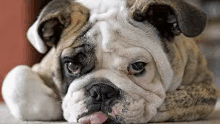 a close up of a bulldog laying down on the floor with its tongue hanging out .