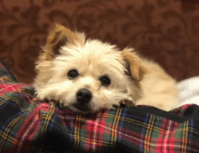 a small white dog laying on a plaid blanket