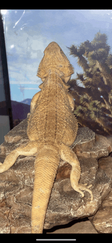 a lizard is sitting on a rock in front of a window with a tree in the background