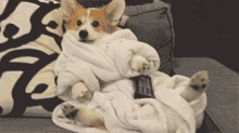 a corgi dog wrapped in a blanket is laying on a couch holding a remote control .