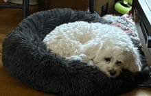 a small white dog is sleeping in a gray dog bed .