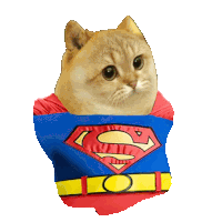 a cat is wearing a superman costume with a yellow belt