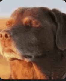 a close up of a dog 's face with a blurry background