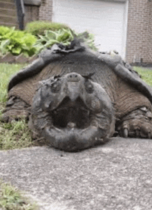 a large turtle is laying on the sidewalk with its mouth open .