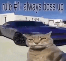 a cat is sitting in front of a purple car with the words `` rule # 1 : always boss up '' written on it .