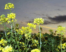 a field of flowers with a cloudy sky in the background