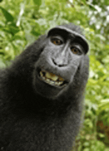 a monkey is smiling for the camera while taking a selfie in the woods .