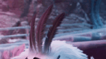 a close up of a bird with feathers on it 's head .