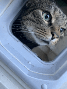 a close up of a cat looking through a cat door